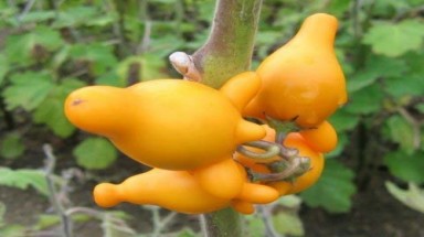  Thực vật mang hình " nhạy cảm "