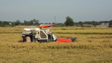  Đến thăm cánh đồng "triệu tấn"