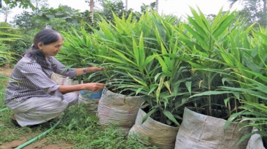 Quái lạ với trồng gừng trong bao