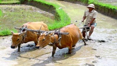  Nông dân trông đợi vào ai?