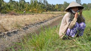  Hạn, mặn làm khổ miền Tây
