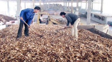  Tây Ninh không cấp phép xây mới nhà máy chế biến bột sắn để hạn chế ô nhiễm