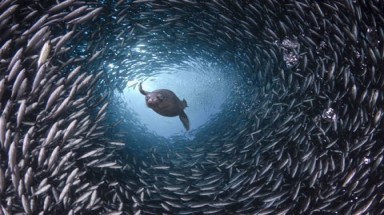  Công bố mới: Độ sâu tối đa cá có thể sống được
