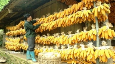   Thêm hàng nghìn loại hạt giống được bảo quản mãi mãi 