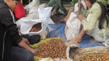  Quảng Nam:Thương lái Trung Quốc lùng mua hạt mây rừng