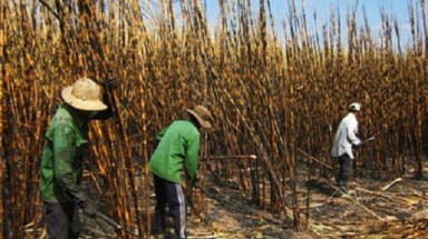   Mía cháy tại Tây Ninh gây thiệt hại hơn 50 tỷ đồng 