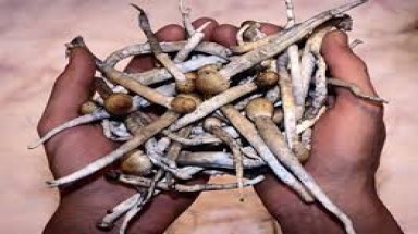  Khuyến cáo phòng chống ngộ độc nấm