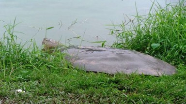  Hà Nội:Cụ rùa phơi mình trên bãi cỏ bên chân tháp Rùa 