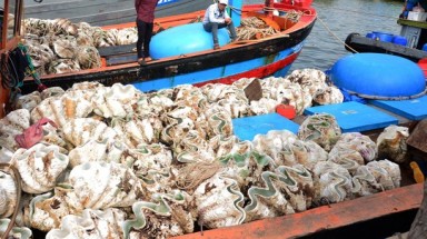  Quảng Ngãi:Bắt giữ 20 con sò tượng khai thác trái phép có giá cực sốc