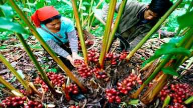 Hà Giang:Thương lái Trung Quốc ồ ạt nâng giá thu mua mầm thảo quả