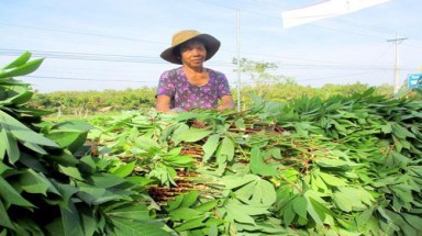  Thương lái Trung Quốc lừa:Bộ Công thương, Nông nghiệp đã làm gì?