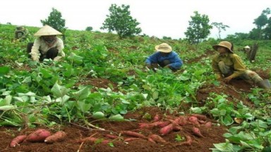  Trung Quốc thu mua nông sản: "Mất bò mới lo làm chuồng"?