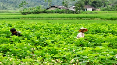  Những nhiệm vụ chủ yếu trong Chiến lược Tăng trưởng xanh của Việt Nam