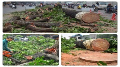  Thư kiến nghị Chủ tịch thành phố Hà Nội tạm dừng việc hạ chặt cây 