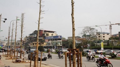  Đốn hạ cây xanh: Cần lắm hỏi ý dân