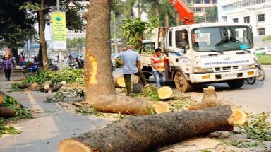  Hà Nội: Hạ 6.700 cây xanh bằng "đề án sơ sài"