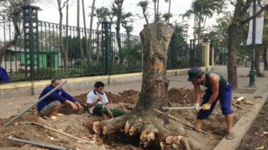  Ứng xử với cây xanh