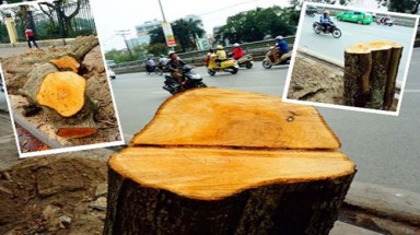   Cây xanh Hà Nội và mô hình "Thành phố niềm tin"