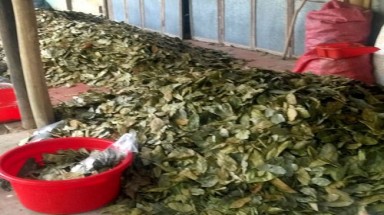  Ồ ạt hái lá mãng cầu để bán