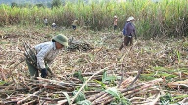   Hiệp hội mía đường "phản pháo" ý kiến của Thứ trưởng Bộ Công Thương