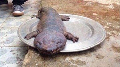   Quái vật xuất hiện ở Vĩnh Phúc gây xôn xao 