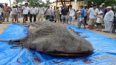   Bạc Liêu: Cá voi nặng 250kg mắc lưới ngư dân
