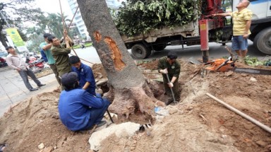  Việc thay thế hay “chiến dịch” chặt hạ 6.700 cây xanh tại Hà Nội: Phải công khai cho dân biết