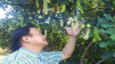   Cẩn trọng với cây “tỉ đô”
