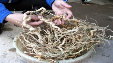   Quảng Nam: Rừng sâm Ngọc Linh 250 tỷ trên đỉnh trời ngàn mét
