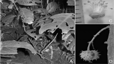   Phát hiện loài thực vật đặc hữu ở Vườn Quốc gia Phong Nha - Kẻ Bàng