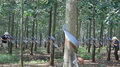  Nhà đầu tư ngoại tháo chạy khỏi Hoàng Anh Gia Lai