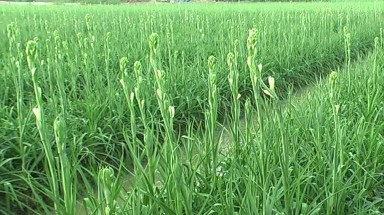  Dựng nên cơ nghiệp nhờ sản xuất thích ứng biến đổi khí hậu