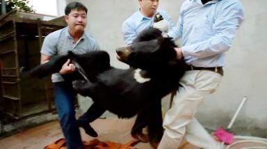  Tịch thu một cá thể gấu nuôi nhốt trái phép tại Sơn La