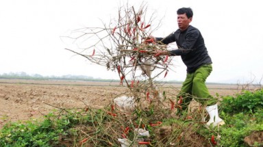 Nghệ An: Thương lái bỏ chạy, dân đắng cay đào hố chôn ớt