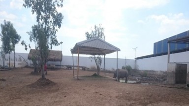 Long An: Nuôi tê giác cùng heo, gà ở vườn thú Mỹ Quỳnh