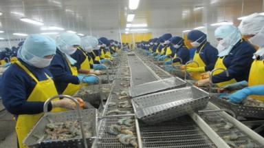  Nhiều nhà máy chế biến thủy sản ở Cà Mau thiếu tôm nguyên liệu