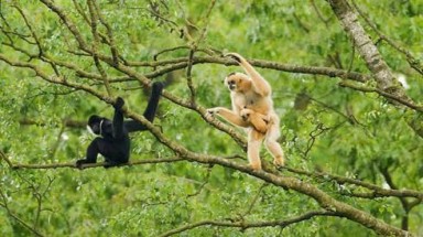  Bảo vệ vượn Cao Vít quý hiếm tại Cao Bằng