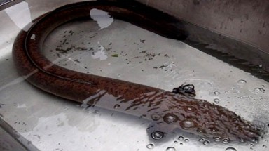  Đại gia chi tiền săn ‘thuỷ quái’ để nhậu