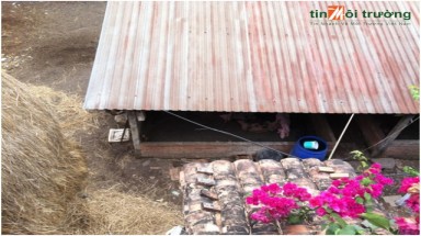   Bình Chánh: Hộ dân nuôi bò, heo trong  khu dân cư gây ô nhiễm 