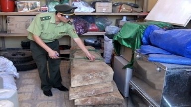 Hiện trường nơi cây sưa bị đốn hạ ở Phong Nha-Kẻ Bàng
