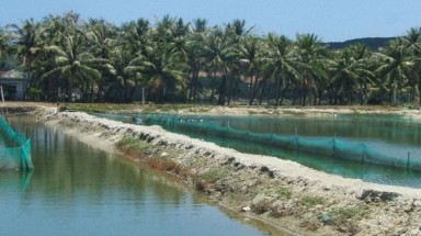  “Đổ xô” bán cát, cần cẩn thận ao nuôi