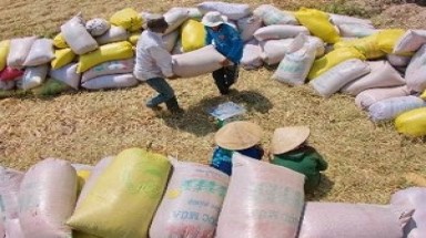 Giải ngân 7.600 tỷ đồng cho tạm trữ thóc, gạo