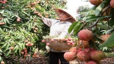  Mang công nghệ CAS về với vùng vải thiều
