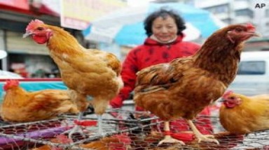  Mối họa H7N9 có thể đến từ chim di trú