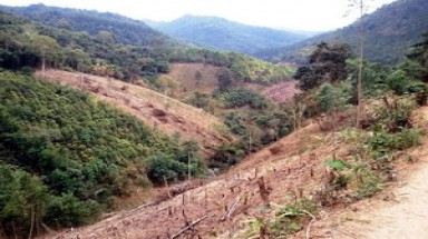  20ha rừng phòng hộ đầu nguồn Bắc Kạn bị xâm hại