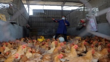  Không tìm thấy mối liên quan giữa H7N9 và lợn
