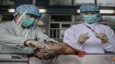 H7N9 cuối cùng cũng 'đến' Bắc Kinh