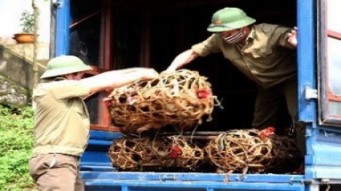  Mạnh tay với vận chuyển, buôn bán gia cầm qua biên giới 