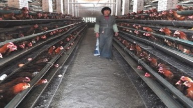  Trung Quốc khởi động cơ chế chống cúm gia cầm