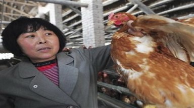  Nguy cơ H7N9 biến dị lây từ người sang người